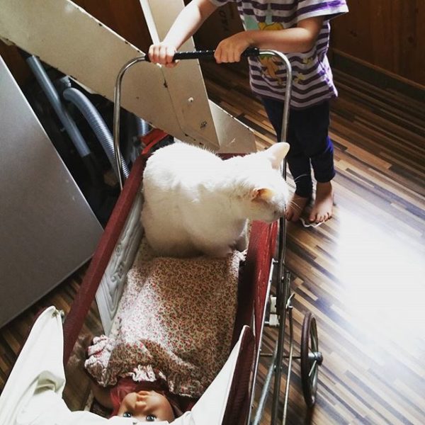 Katze im Puppenwagen