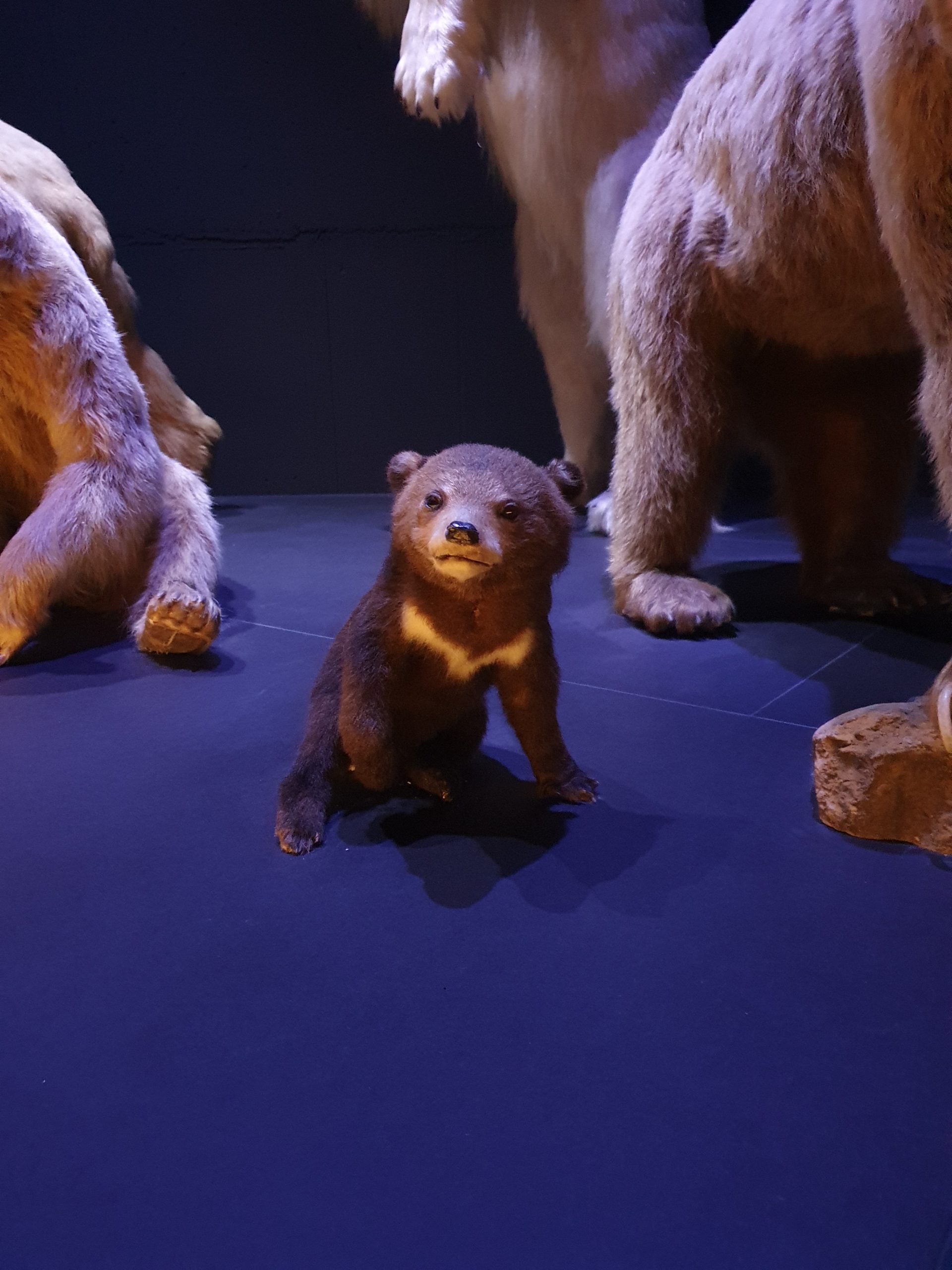 Braunbär