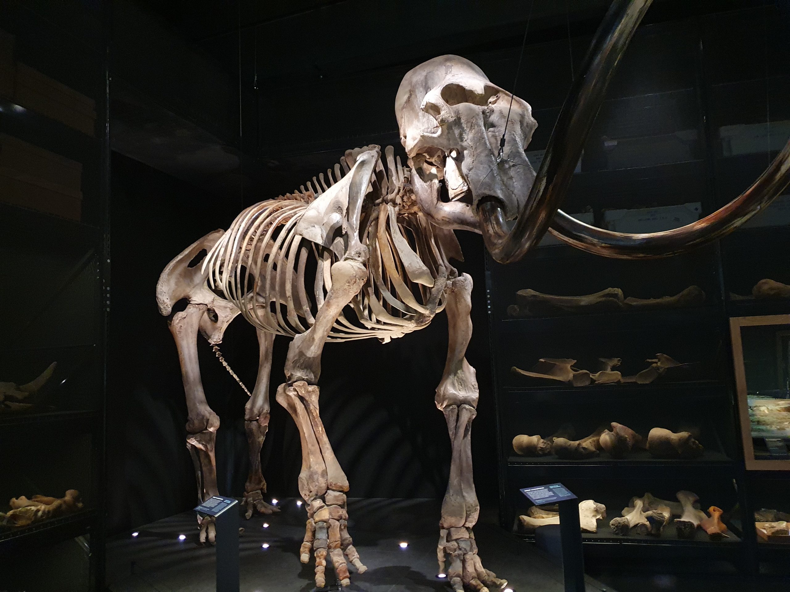 Dino