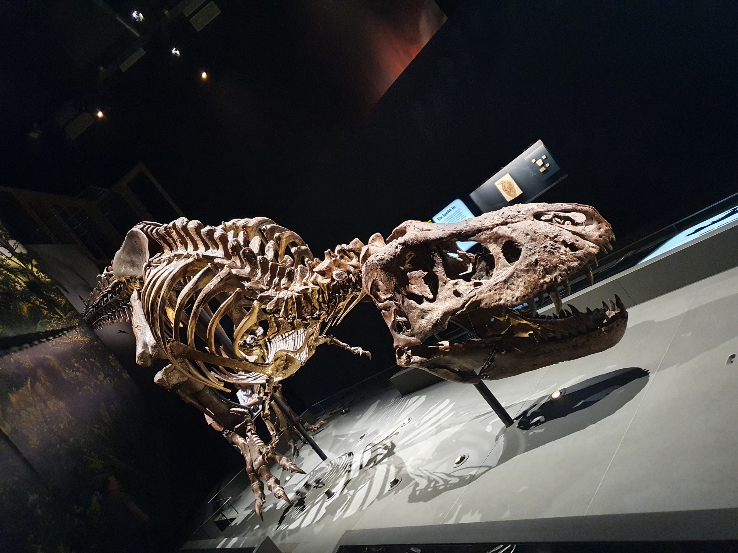 T-Rex
